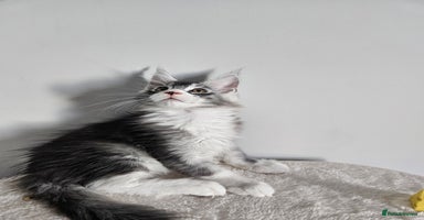 Maine Coon cats - Advert 7