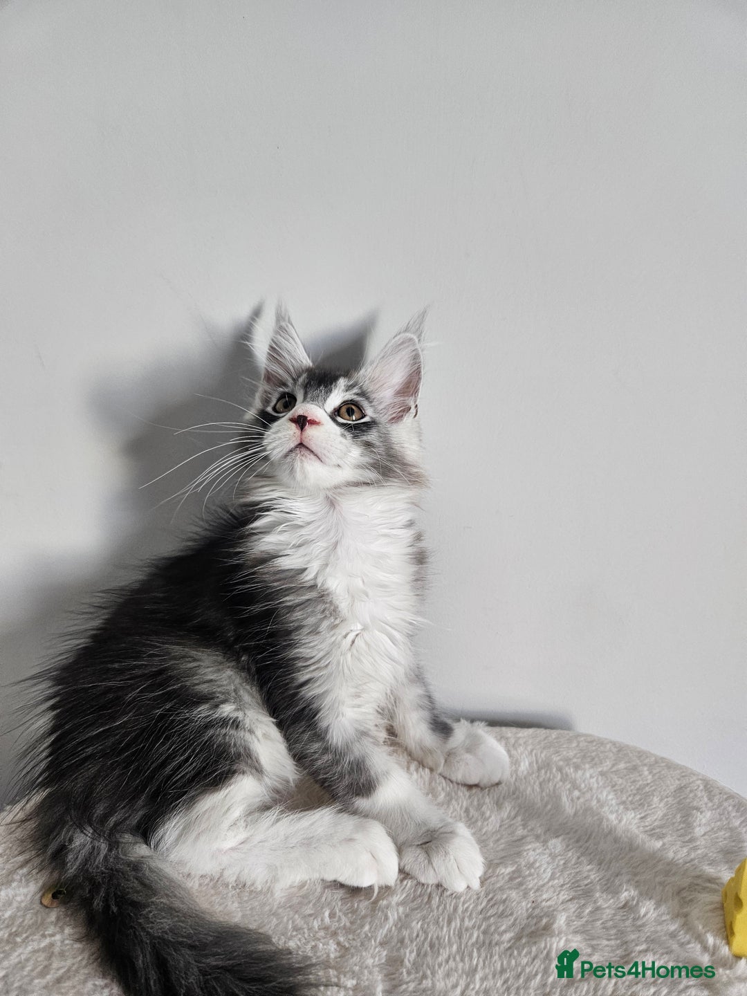 Maine Coon cats for sale: Maine coon male - Image 2