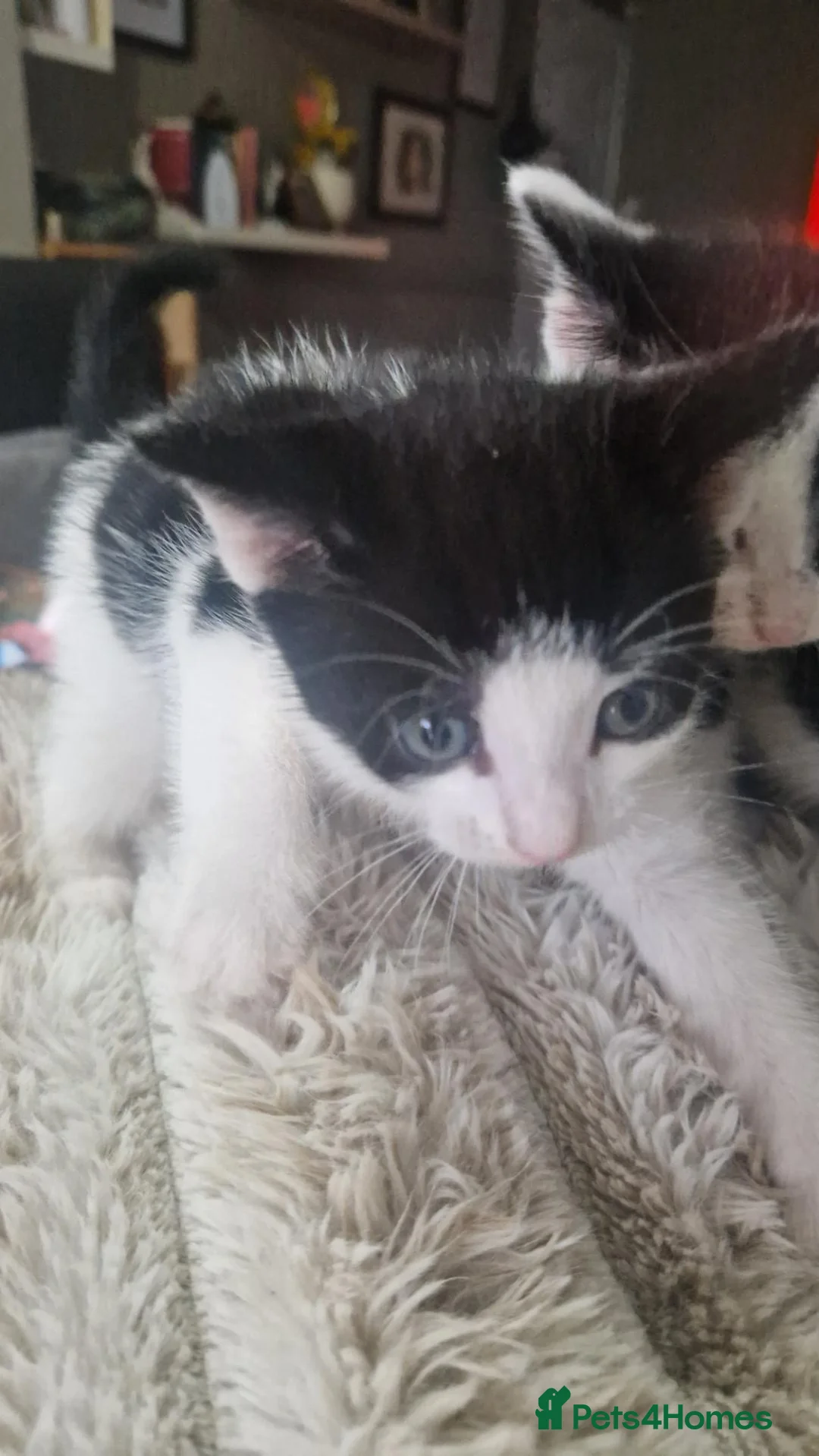 Mixed Breed cats for sale: 3 kittens in Bradford - Advert 11