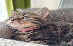 British Shorthair cats for sale: Beautiful kittens❤️ - Image 8