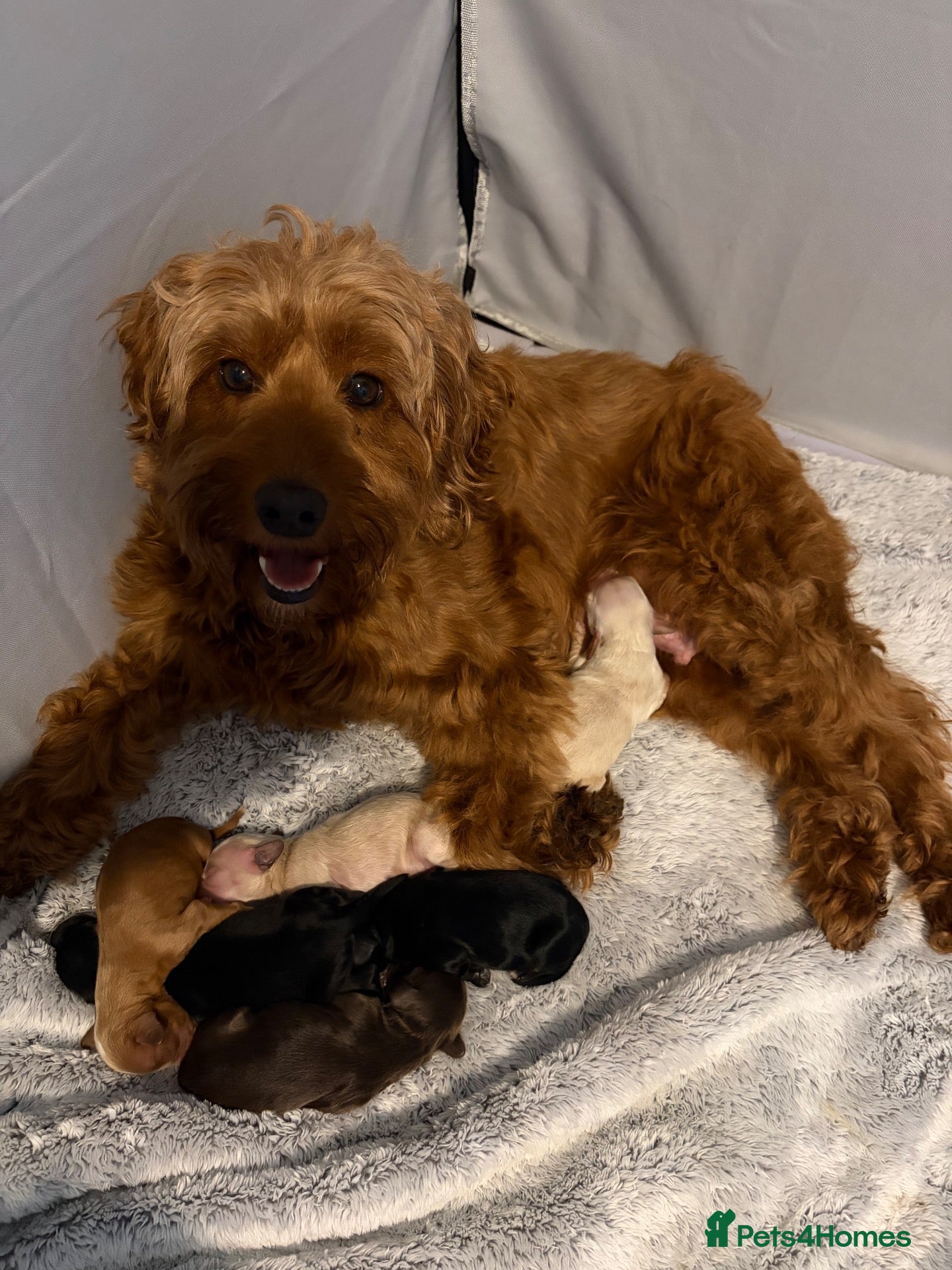 Cockapoo dogs F2 cockapoos - Advert 15