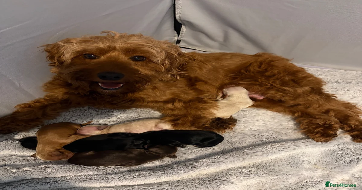 F2 cockapoos for sale in Stirling | Pets4Homes