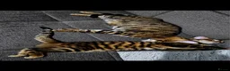 Toyger cats for sale: American toygers in Dewsbury - Advert 4