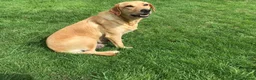 Labrador Retriever dogs for sale: Rkc reg, dna health test, hip and elbow score,  in Dulverton - Advert 2