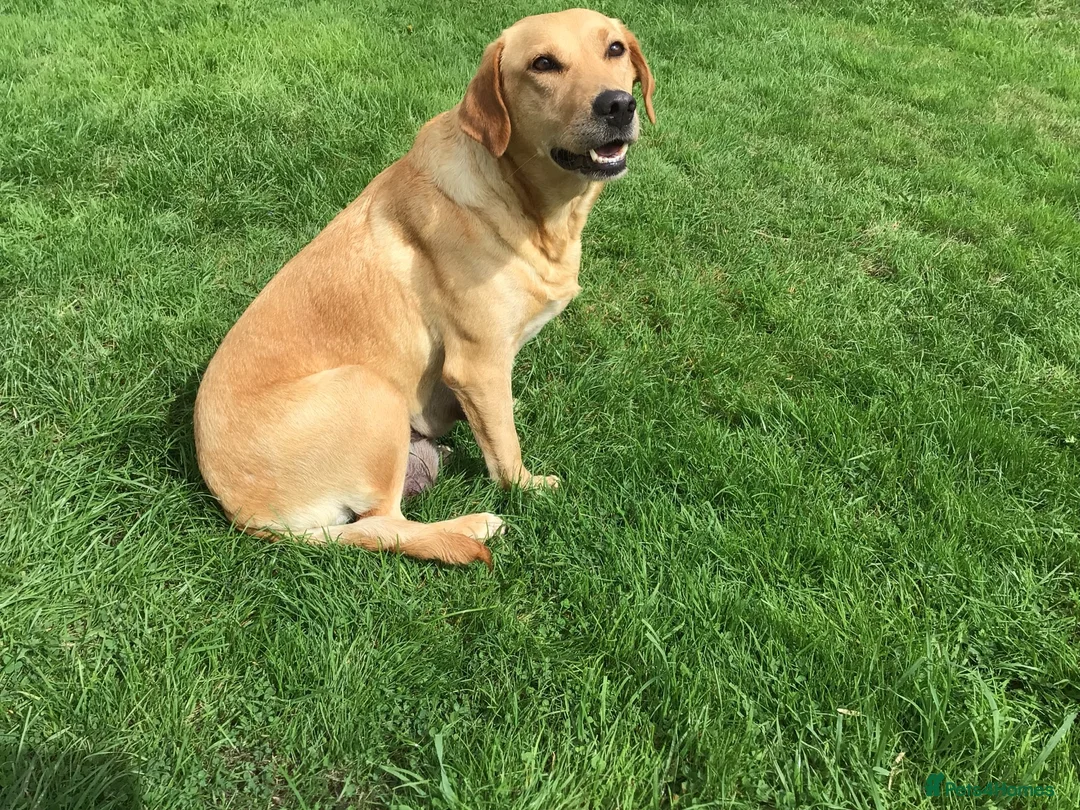 Labrador Retriever dogs for sale: Rkc reg, dna health test, hip and elbow score,  in Dulverton - Advert 2