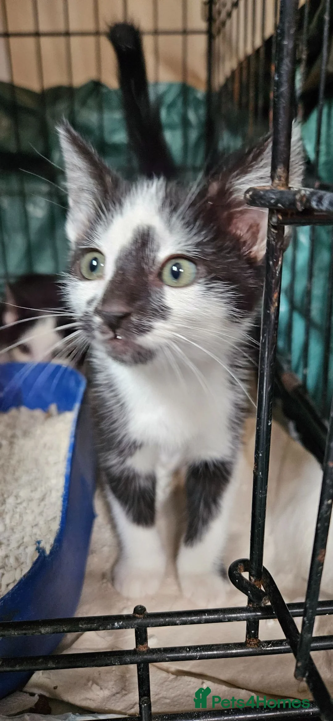 Mixed Breed cats for sale: Mixed breed kittens. - Advert 6
