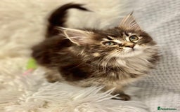 Maine Coon cats for sale: Maine coon kittens black grey brown tabby ready - Image 4