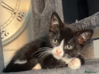British Shorthair cats beautiful british short hair x kitties - Advert 3