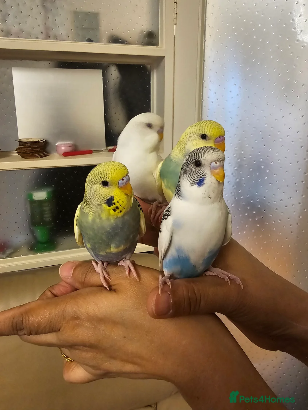 Budgerigars birds for sale: Handreared semitamed and tamed budgies  - Advert 2