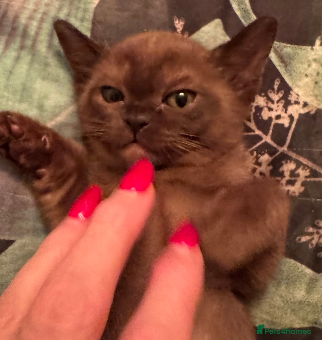 Burmese cats for sale: Burmese Kittens For Sale - Advert 17