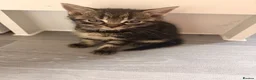 Mixed Breed cats for sale: Mixbreed beautiful kittens - Advert 9
