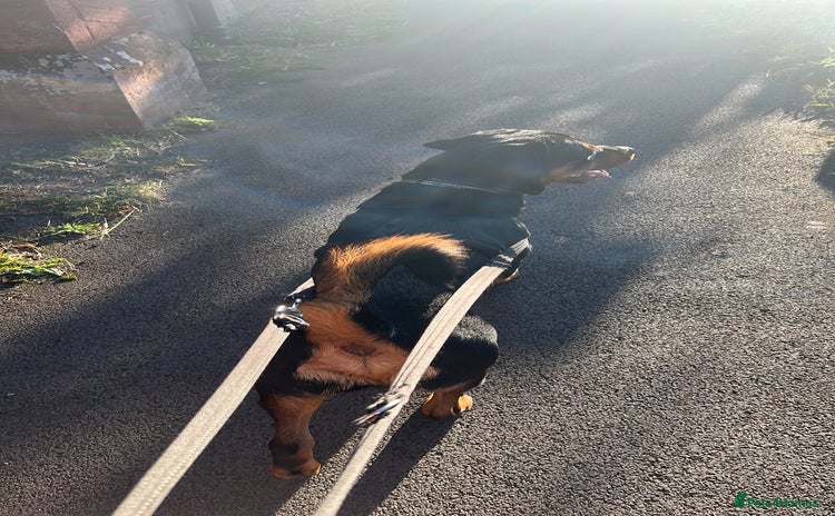 Rottweiler dogs - Advert 1
