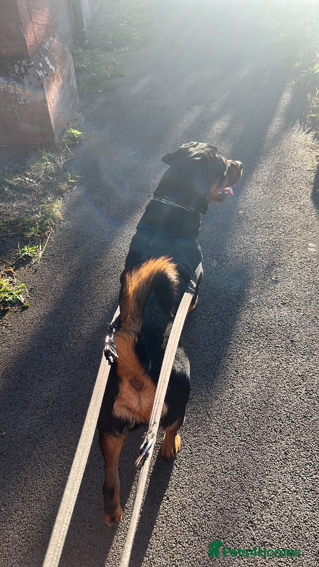 Rottweiler dogs for sale: Rottweiler boy dog approx 1 and half years old - Image 1