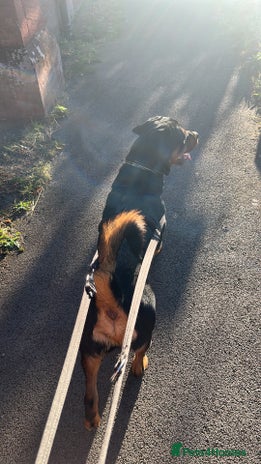 Rottweiler dogs - Advert 4