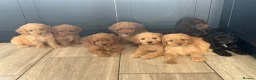 Cockapoo dogs for sale: Cockapoo pups ready now  - Advert 4