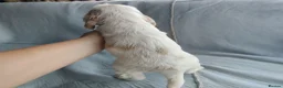 Cocker Spaniel dogs for sale: KC/ Show Type Cocker Spaniels - Advert 24