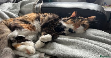 Mixed Breed cats - Advert 10