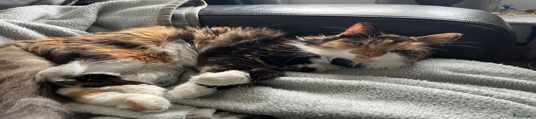Tabby - Roly