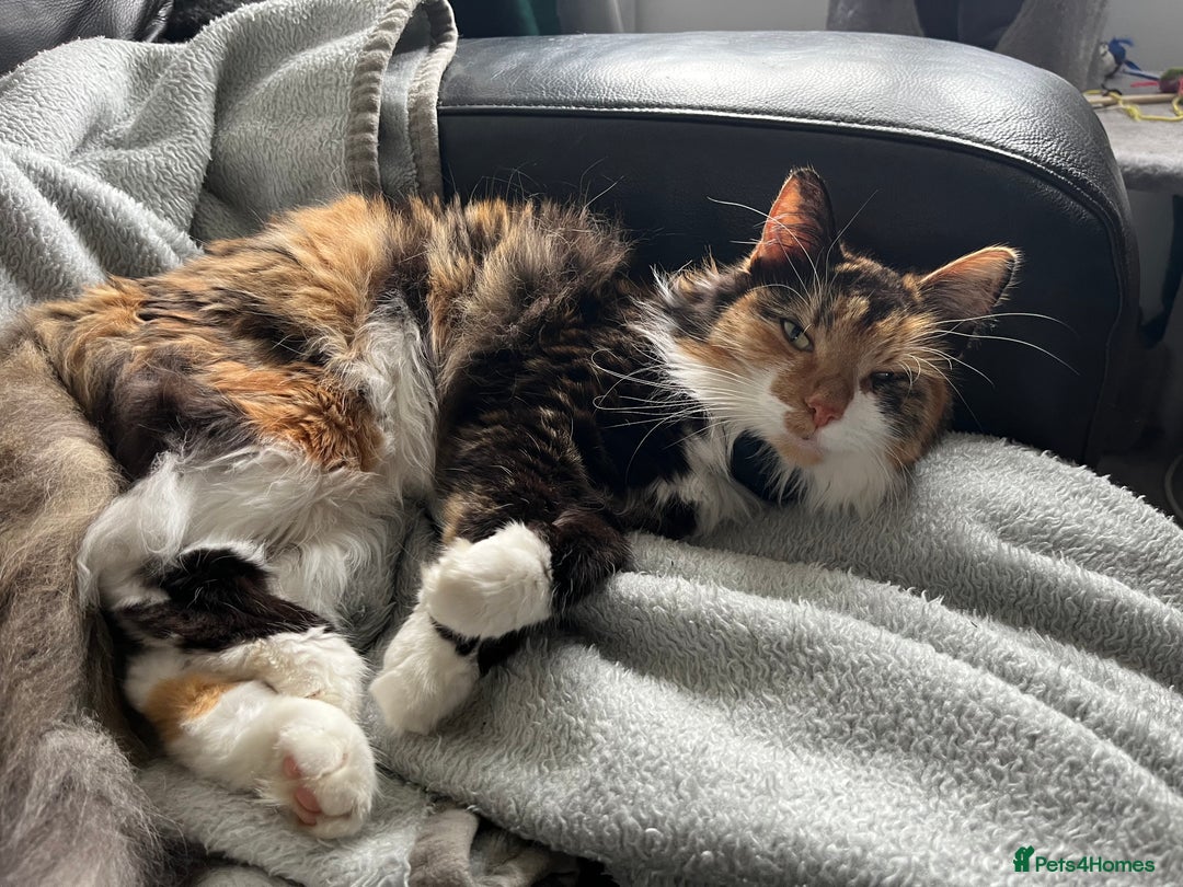 Mixed Breed cats for sale: Approx 5/6 year old Tabby & Half Bengal Cross Cats - Image 2