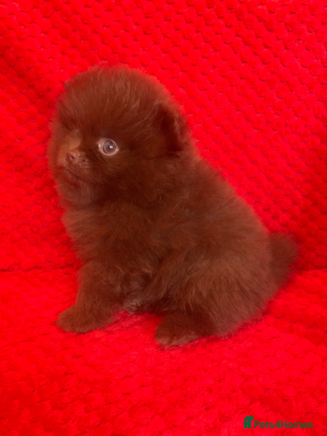 Pomeranian dogs for sale: 3 CHOCOLATE BROWN BEAR POMERANIAN PUPPY’S - Image 3