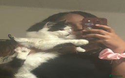 British Longhair cats for sale: Sheila - Domestic Longhair  - Image 8