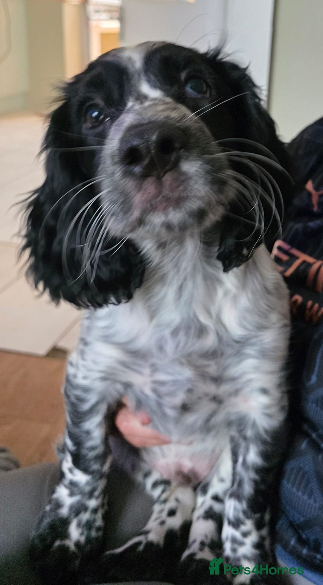 Cocker Spaniel dogs for sale: 4x Cocker Spaniel pups blue roan READY TO GO - Image 6