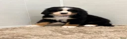 Bernese Mountain Dog dogs for sale: Bernese mountain pups - Advert 9