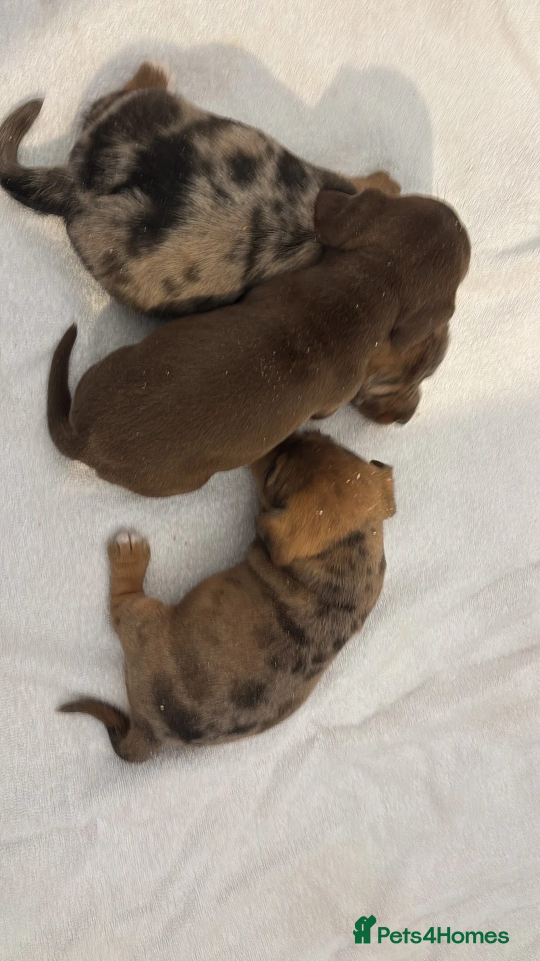 Jackshund dogs for sale:  miniature dachshund x jack Russel puppies  - Advert 2
