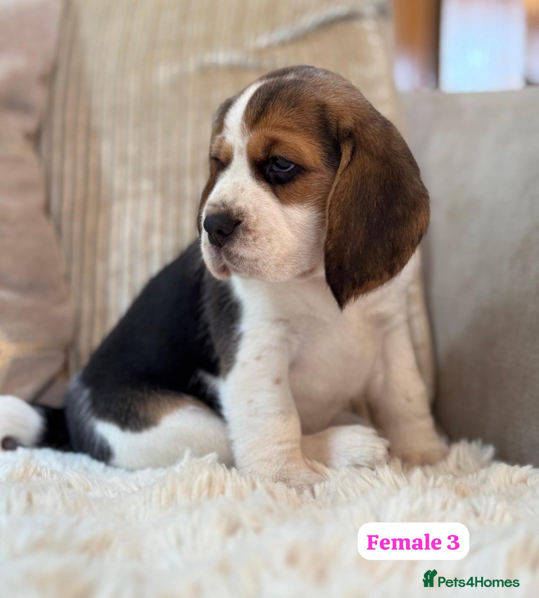 Beagle dogs for sale: ** STUNNING KC 5 GEN TRI COLOUR BEAGLEPUPS ** - Image 8