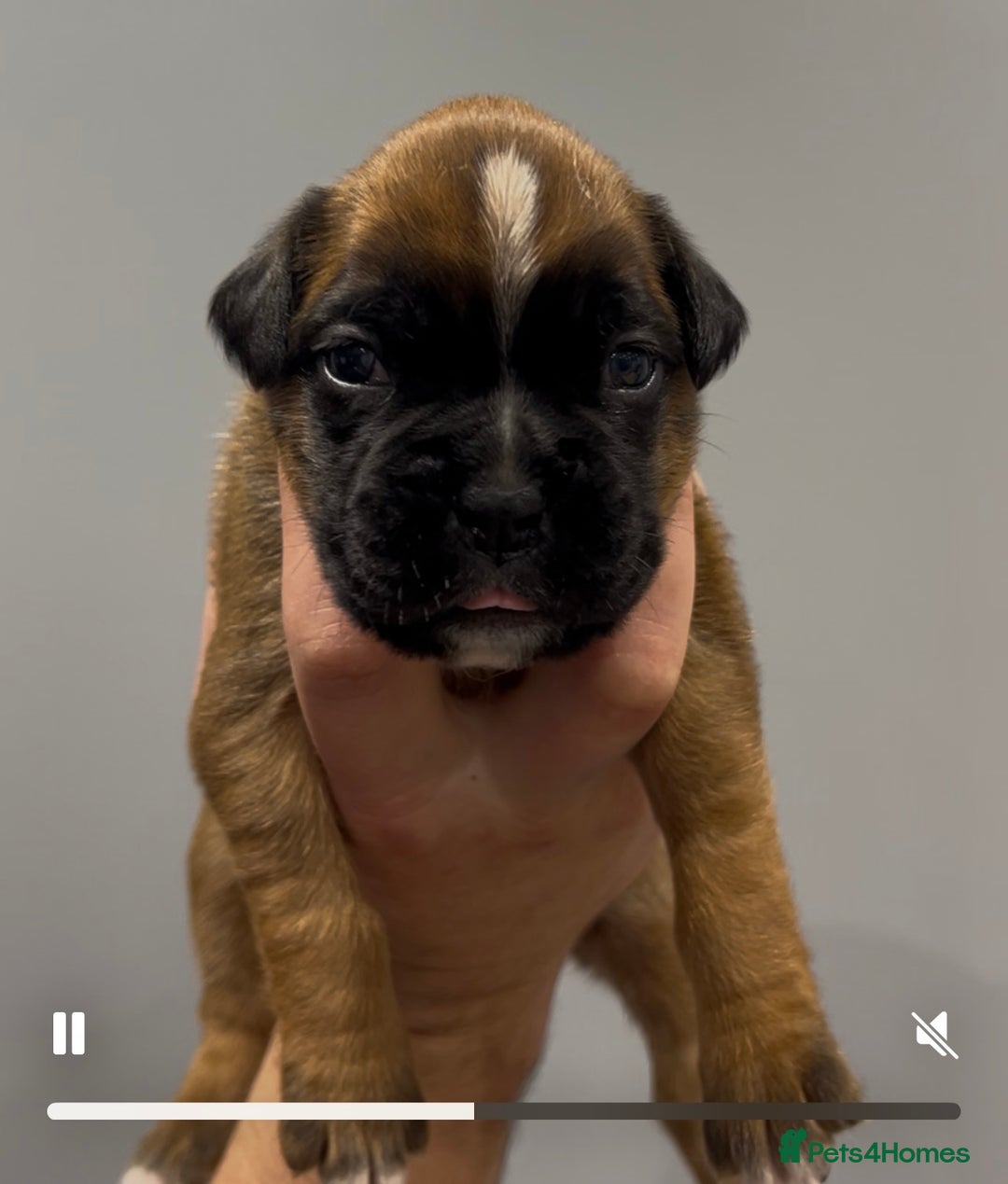 Boxer dogs for sale: 9 Beautiful Boxer Puppies - Pet Only  - Advert 34