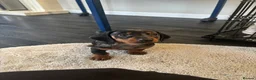 Dachshund dogs for sale: Dachshund puppy’s  in Ipswich - Advert 12