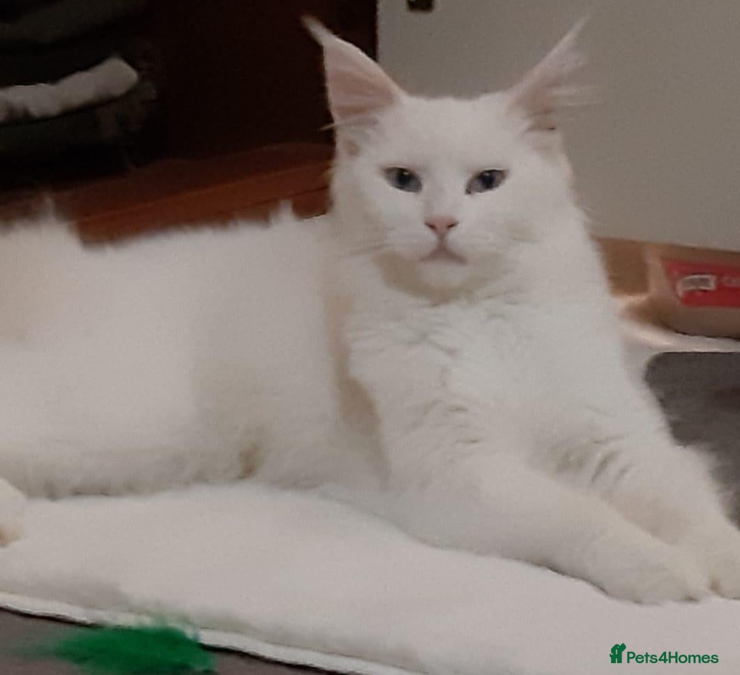 Maine Coon cats Maine Coon Kittens world Champion Bloodlines - Advert 1