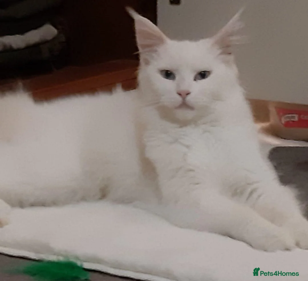 Maine Coon cats for sale: Maine Coon Kittens world Champion Bloodlines - Advert 1