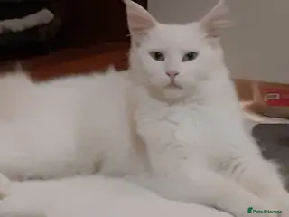 Maine Coon cats Maine Coon Kittens world Champion Bloodlines - Advert 1