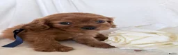 Cavalier King Charles Spaniel dogs for sale: Beautiful Cavalier King Charles puppies - Advert 3