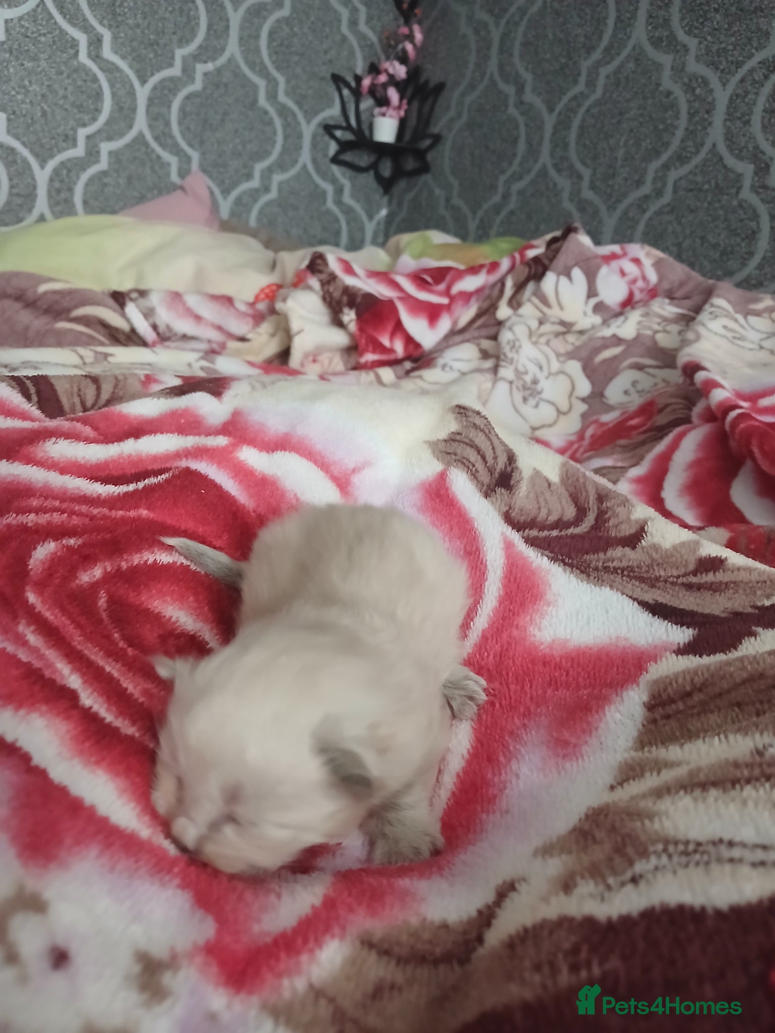 Ragdoll cats Beautiful Ragdoll Kittens – Only 2 Boys Left - Advert 3