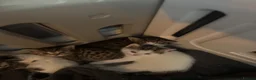 Mixed Breed cats for sale: kittens for sale!!!  - Advert 4