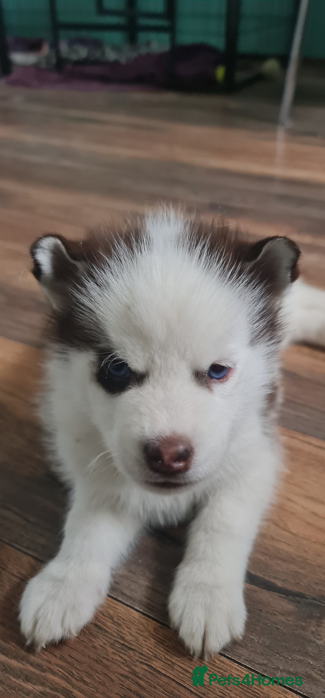Siberian Husky dogs for sale: Siberian Husky for sale - Image 2