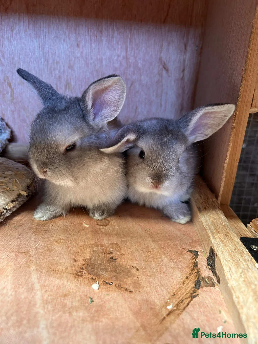 Mixed Breed rabbits for sale: 5, mini lop x rex - Advert 4