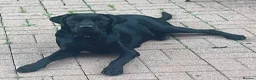 Labrador Retriever dogs for sale: Meet Milo  in Waterlooville - Advert 7