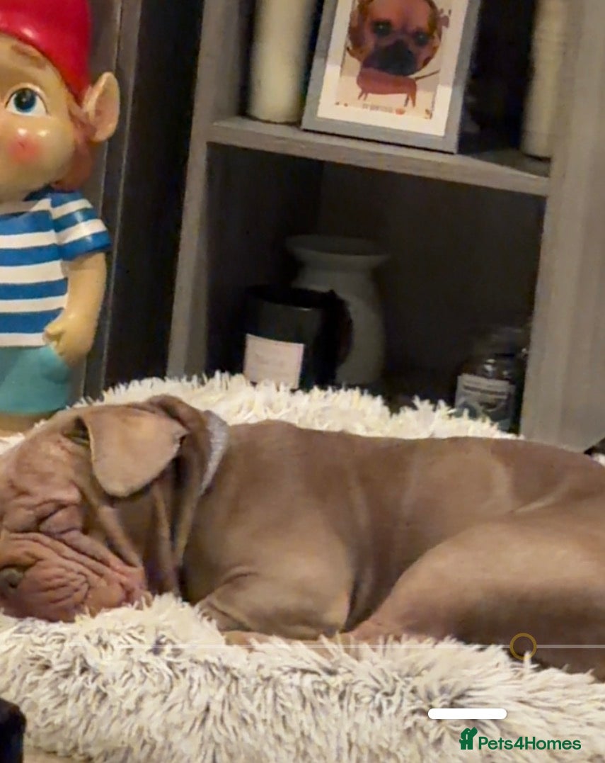 French Bulldog dogs Franch bulldog  - Advert 9