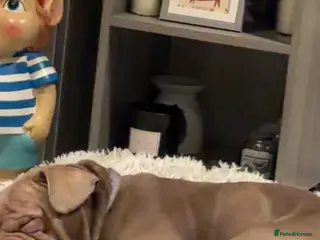 French Bulldog dogs Franch bulldog - Advert 9