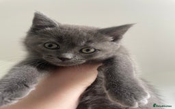 British Shorthair cats for sale: BTS x Ragdoll - Image 13