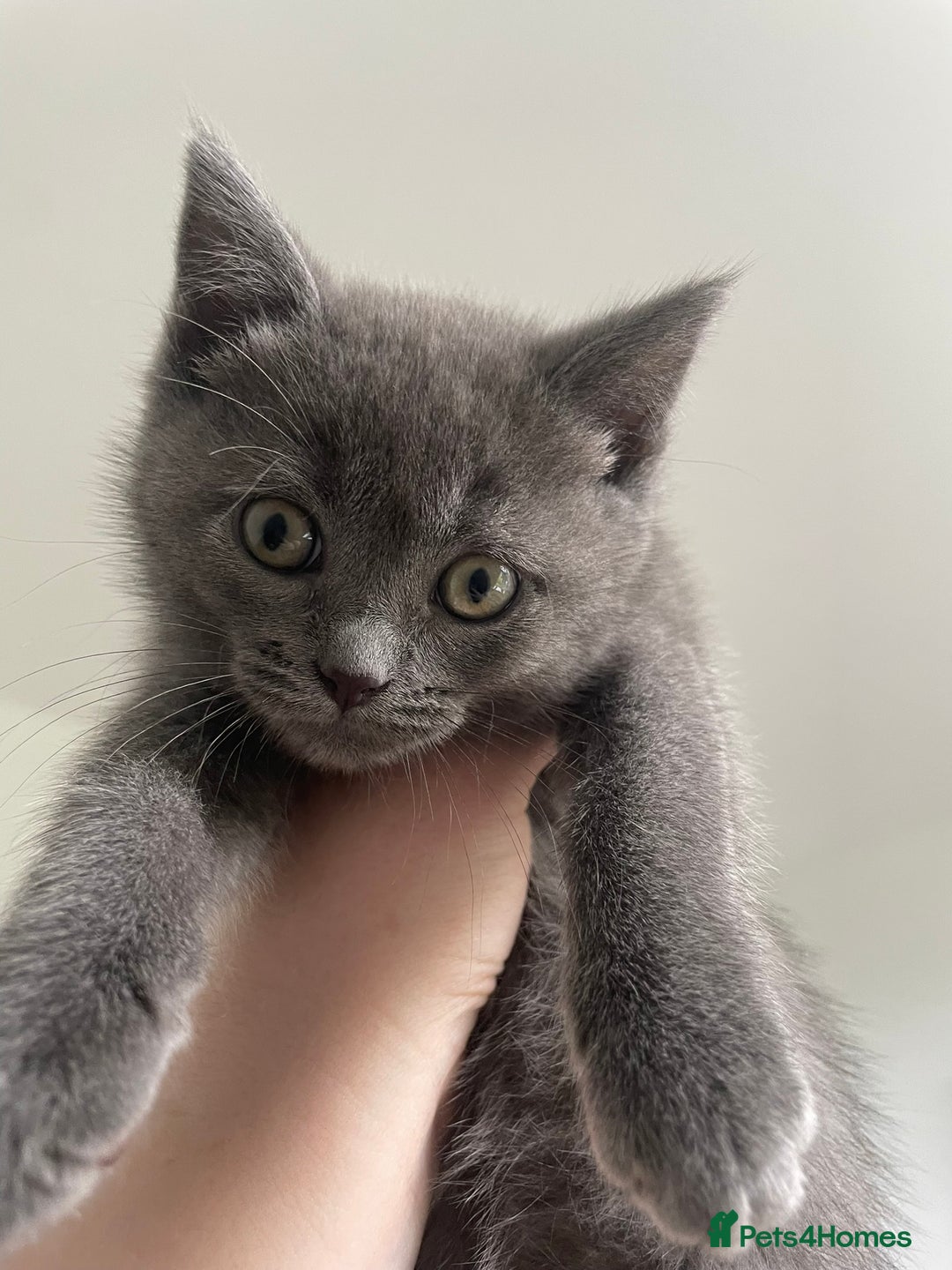 British Shorthair cats for sale: BTS x Ragdoll - Image 13