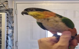 Parrots birds for sale: Caiques  - Image 9