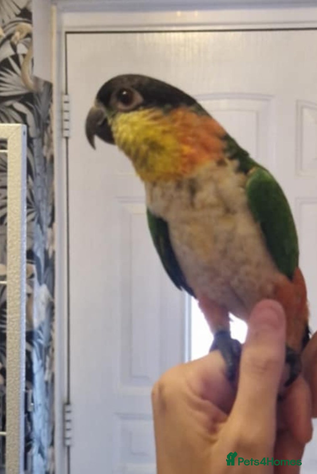 Parrots birds for sale: Caiques  - Image 9