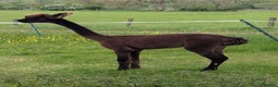 Alpaca livestock for sale: Gorgeous dark brown cria - Advert 6