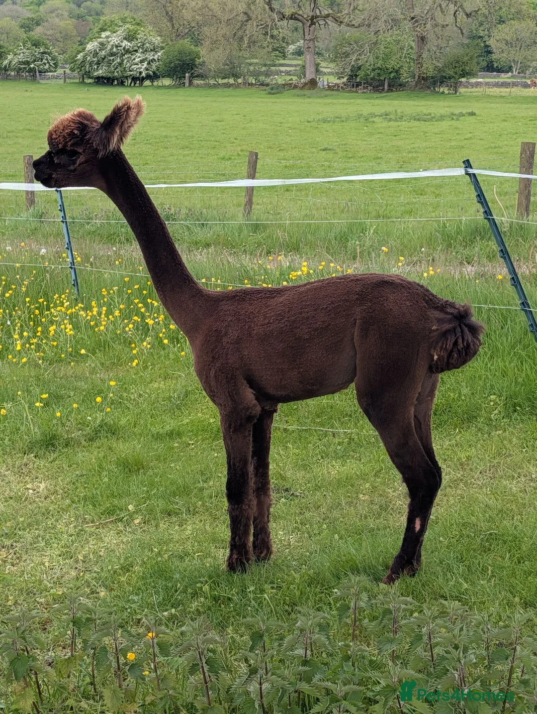 Alpaca livestock for sale: Gorgeous dark brown cria - Advert 6