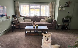 Mixed Breed dogs for sale: 2 year old Husky and 3 year old springer spaniel - Image 11