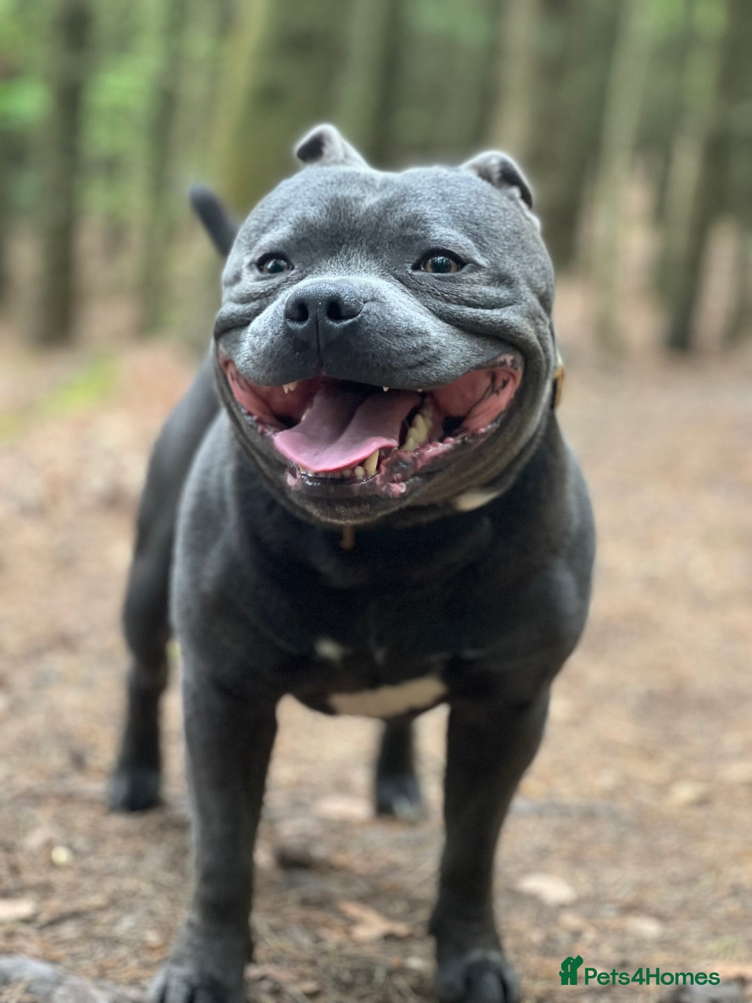 Staffordshire Bull Terrier dogs for stud: Proven KC Blue Boy For Stud in Whitley Bay - Advert 10